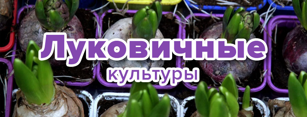 Луковичные культуры