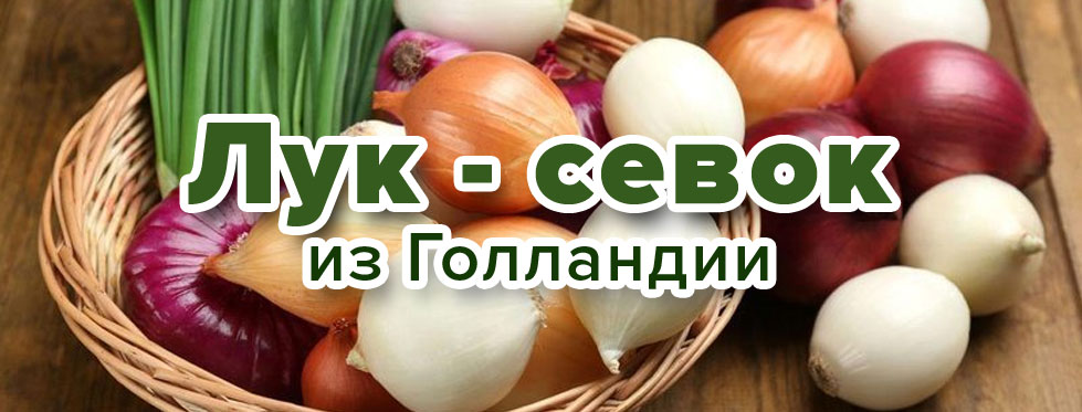 Лук - севок
