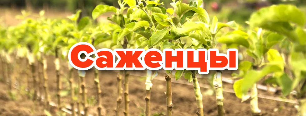 Саженцы хорошего качества